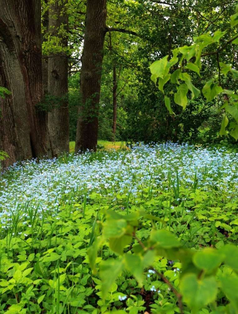 Nature