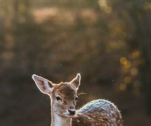 Bonum patria: miserum exilium.