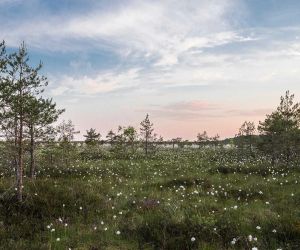 Nunc vides, quid faciat.