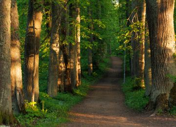Preiļu muižas komplekss un parks ar dižkoku taku