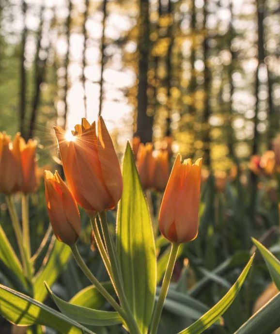 Iam contemni non poteris.