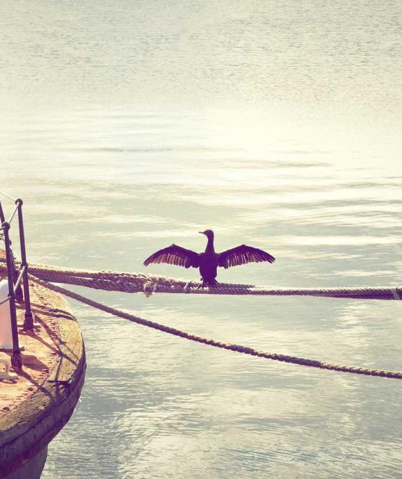 Ergo illi intellegunt quid Epicurus dicat, ego non intellego?