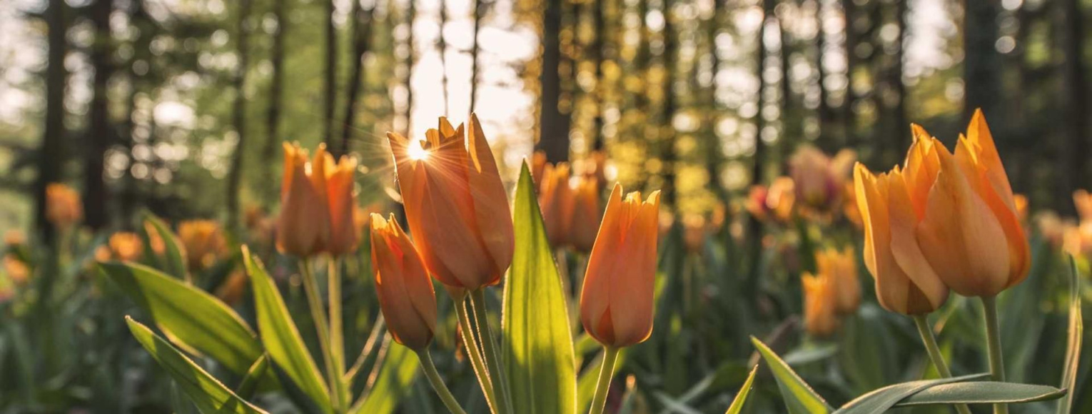 Iam contemni non poteris.