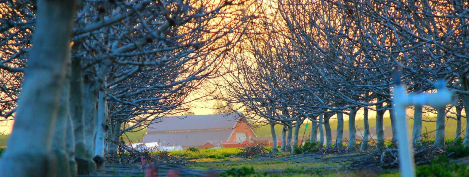 Causa autem fuit huc veniendi ut quosdam hinc libros promerem.